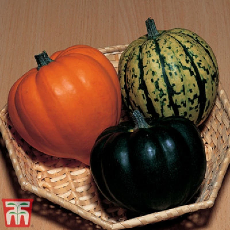 Image of Thompson & Morgan Squash Winter Celebration Mix F1 Hybrid 1 Seed Packet (5 Seeds)
