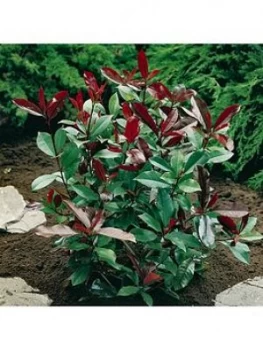 Image of Photinia 'Red Robin' 3L