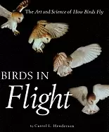 Image of birds in flight the art and science of how birds fly