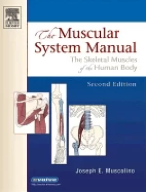 Image of muscular system manual the skeletal muscles of the human body 2nd edition