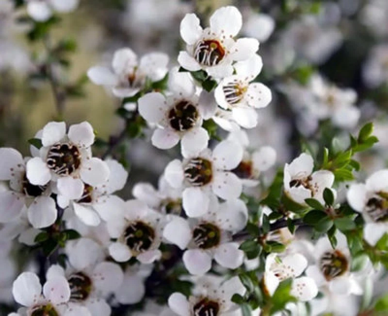 Image of Direct Plants Leptospermum Leonard Wilson 3ft Large Evergreen Shrub Garden Plant