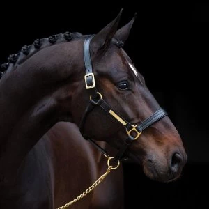 image of Amigo Padded Headcollar - Black