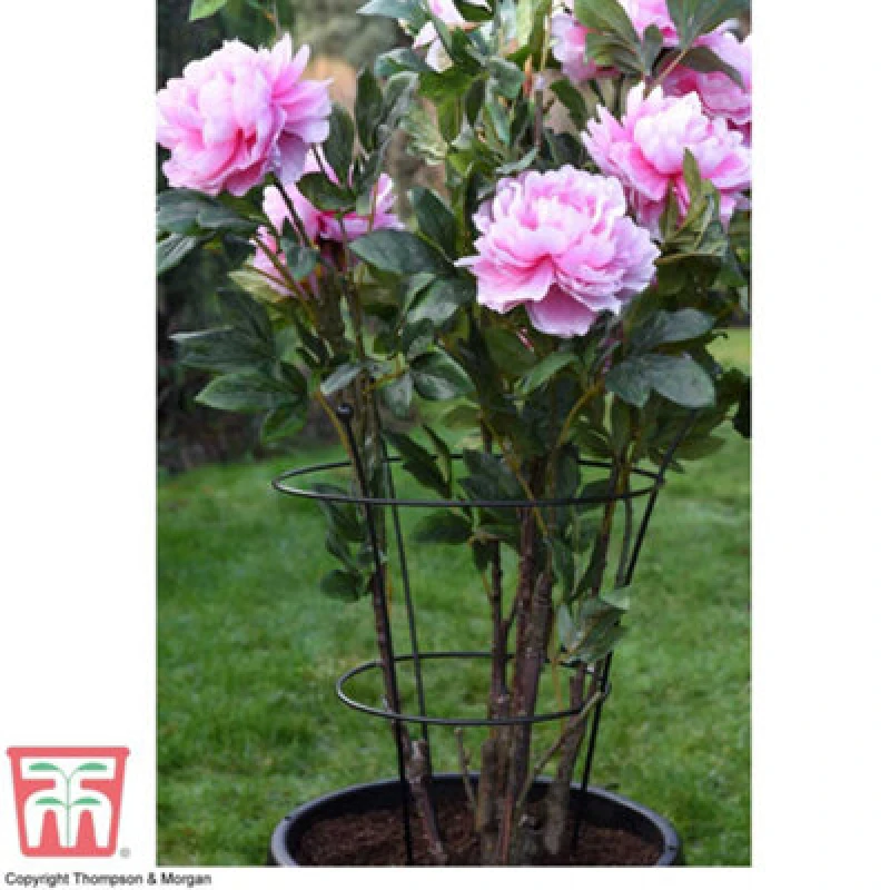Image of Garden Gear Medium Peony Frame Outdoor Heavy Duty Herbaceous Garden Plant Support Ring For Perennial Flowers Border Cage 63Cm X 34Cm (X1)
