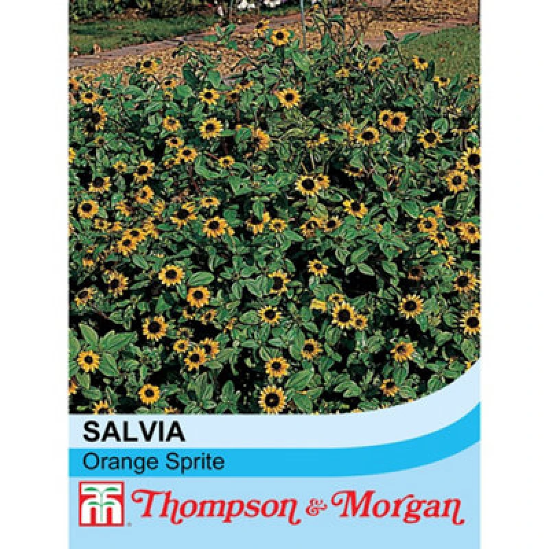 Image of Thompson & Morgan Sanvitalia Procumbens Orange Sprite 1 Packet (30 Seeds)