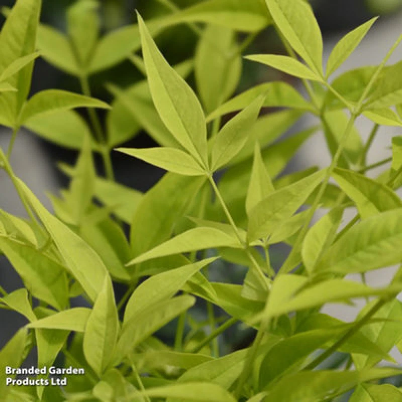 Image of Thompson & Morgan Nandina Domestica Magical Lemon And Lime 9Cm Pot X 1