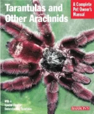 Image of tarantulas and other arachnids