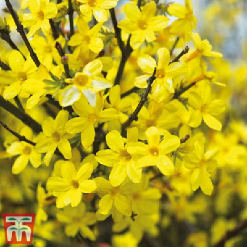 Image of Thompson & Morgan Jasmine Nudiflorum 3 Litre Potted Plant X 1