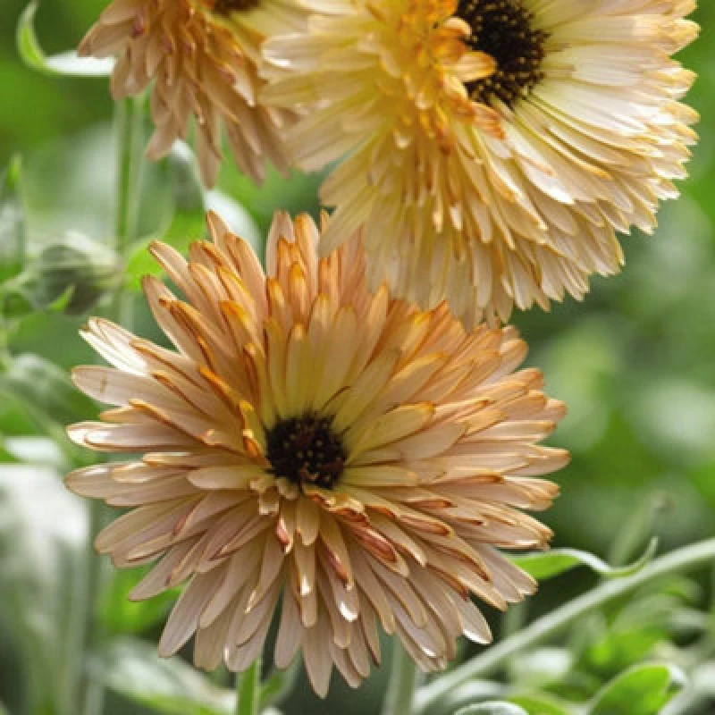 Image of Thompson & Morgan Calendula Orange Flash 1 Seed Packet (200 Seeds)