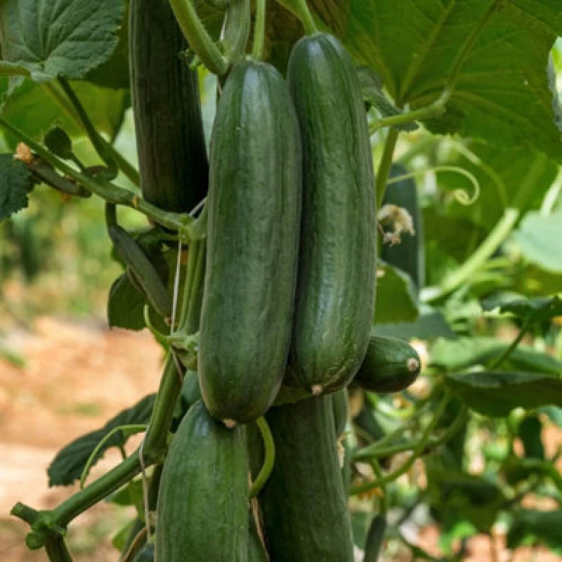 Image of Thompson & Morgan Cucumber Marketmore 1 Seed Packet (20 Seeds)
