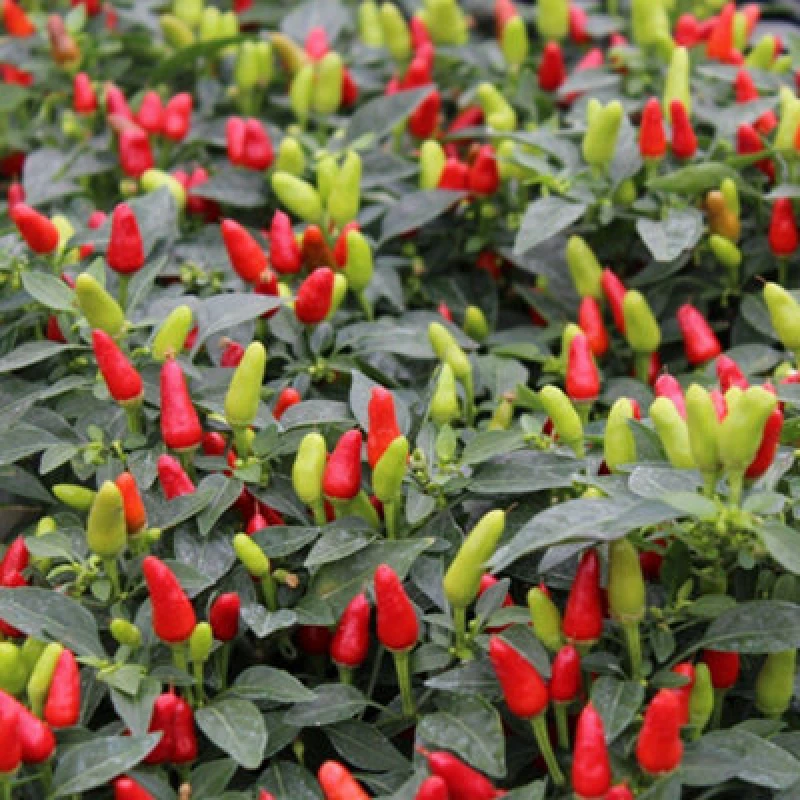 Image of Thompson & Morgan Chilli Pepper Fields Of Fire Seeds Capsicum Annuum Half-Hardy Annual 38 000 Shu Compact Bushy Patio/windowsill Containers 8 Seeds