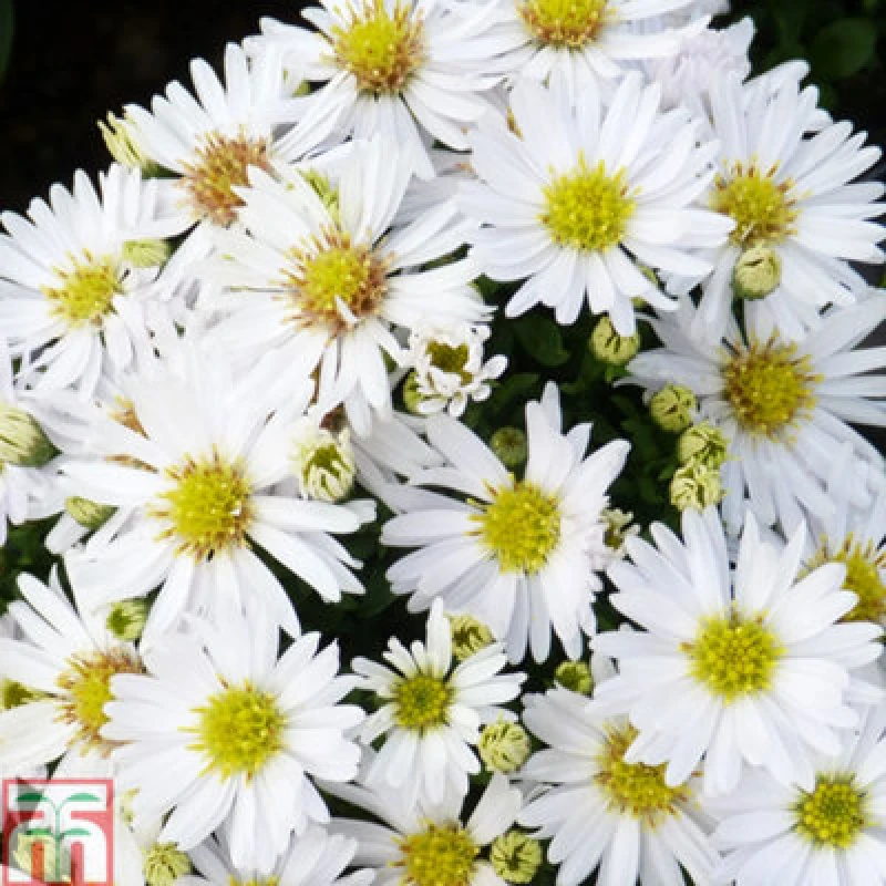 Image of Thompson & Morgan Aster Snow Cushion 1 Litre Potted Plant X 1