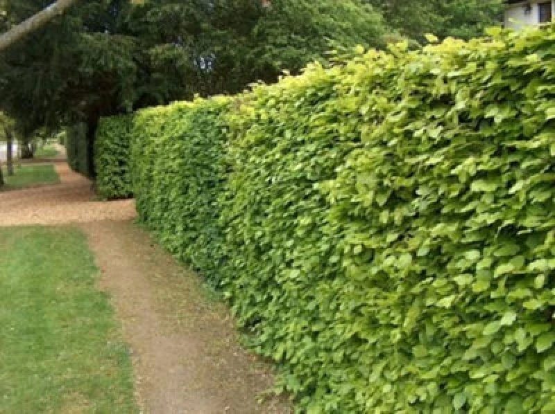 Image of Inspirational Gifting 1-2ft Green Beech (Fagus Sylvatica) Semi-Evergreen Bare Root Hedging Plants - Pack Of 10