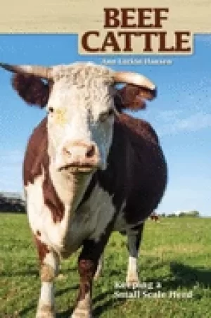 Image of beef cattle keeping a small scale herd practical easy to follow beginners a
