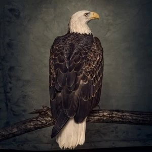 Image of Book of Bad Decisions by Clutch CD Album
