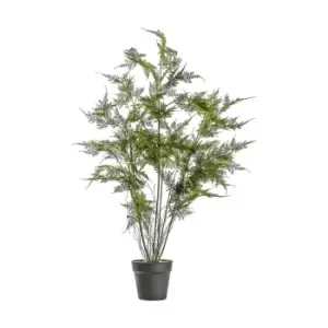 Image of Crossland Grove Fern Asparagus Large 510X510X940Mm