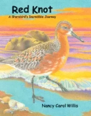 Image of red knot a shorebirds incredible journey
