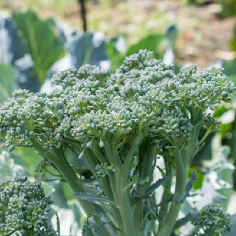 Image of Thompson & Morgan Bellaverde Sibsey F1 Broccoli Seeds - Sweet Stem Multi-Harvest Hardy Nutritious Tender Edible Shoots 10 Seeds