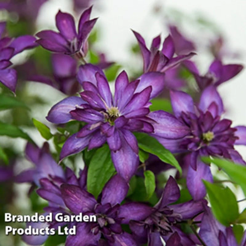 Image of Thompson & Morgan Clematis Glorious Day (Zo23020) 7Cm Potted Plant X 1