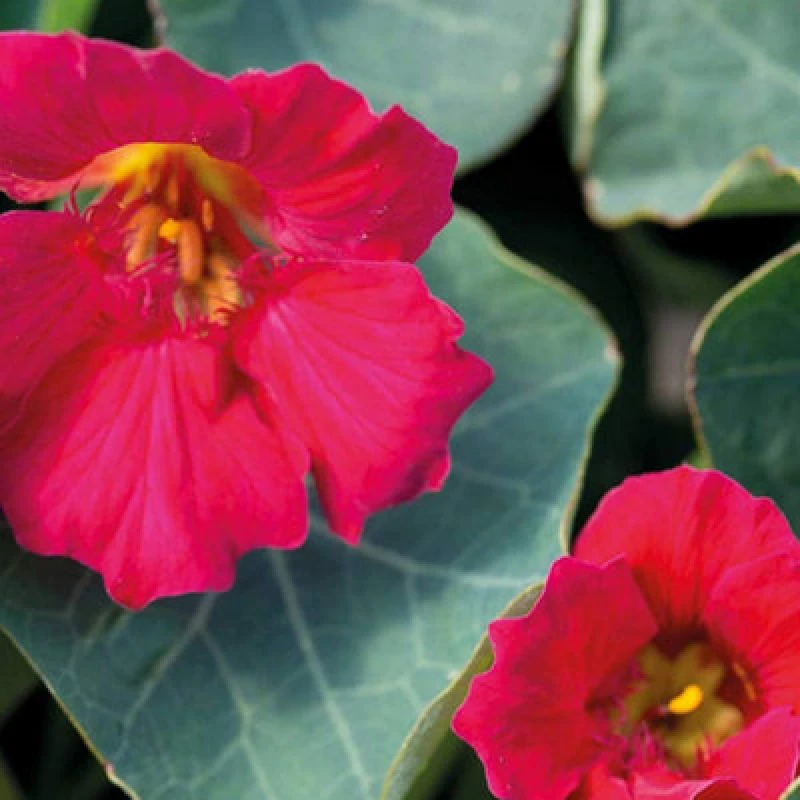 Image of Thompson & Morgan Tropaeolum ( Nasturtum ) Minus Baby Deep Rose 1 Seed Packet