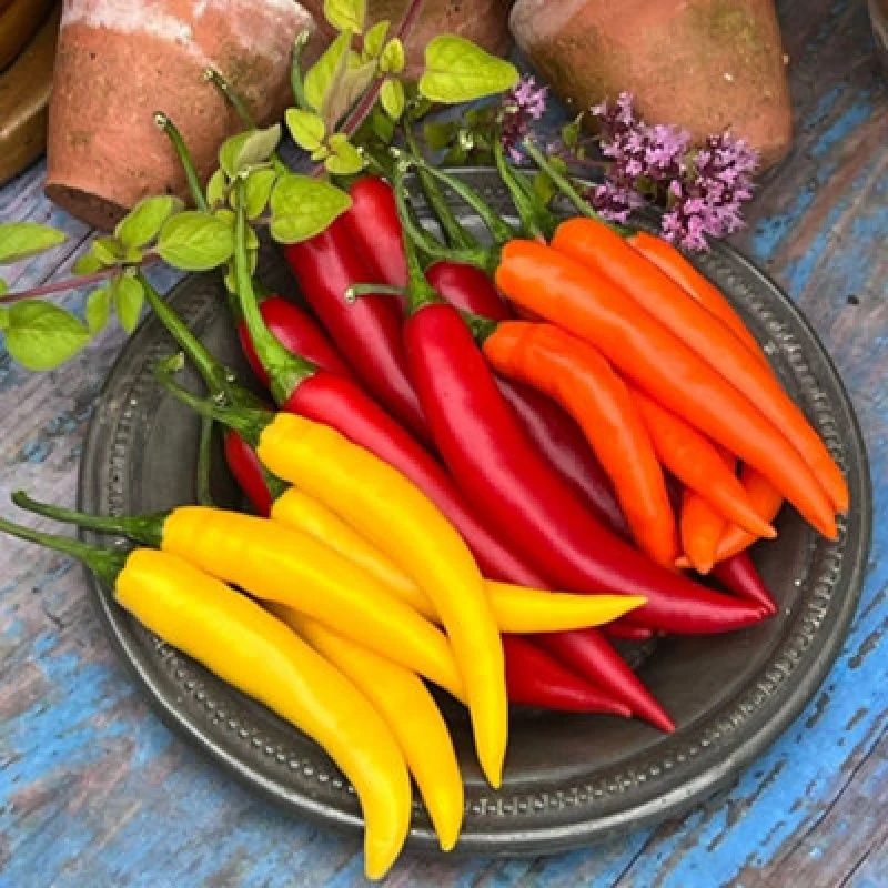Image of Thompson & Morgan Fiesta Sunset F1 Chilli Pepper - Vibrant Red Orange Yellow Fruit Medium-Hot Container/greenhouse 6 Seeds