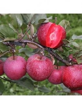 image of Apple Tree 'Tickled Pink' 7.5L Potted Plant 1.4M Tall