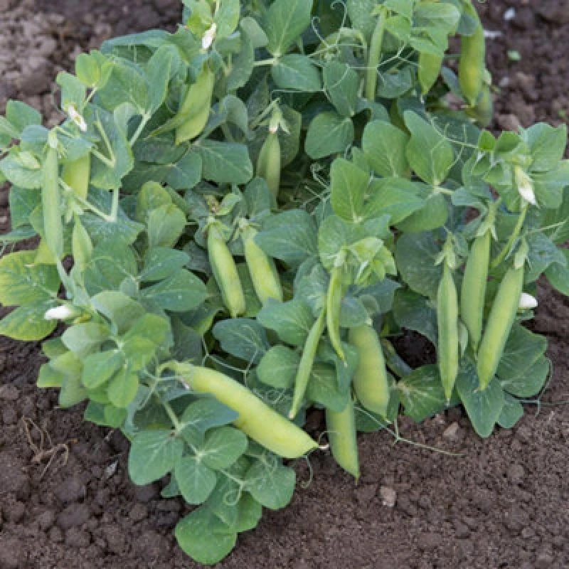 Image of Thompson & Morgan Mr. Men Little Miss Pea Half Pint Dwarf Seeds - Fast-Growing Sweet Peas For Pots/windowsills - 1 Packet (15 Seeds)