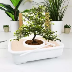 Image of The Art of Bonsai Grow Kit