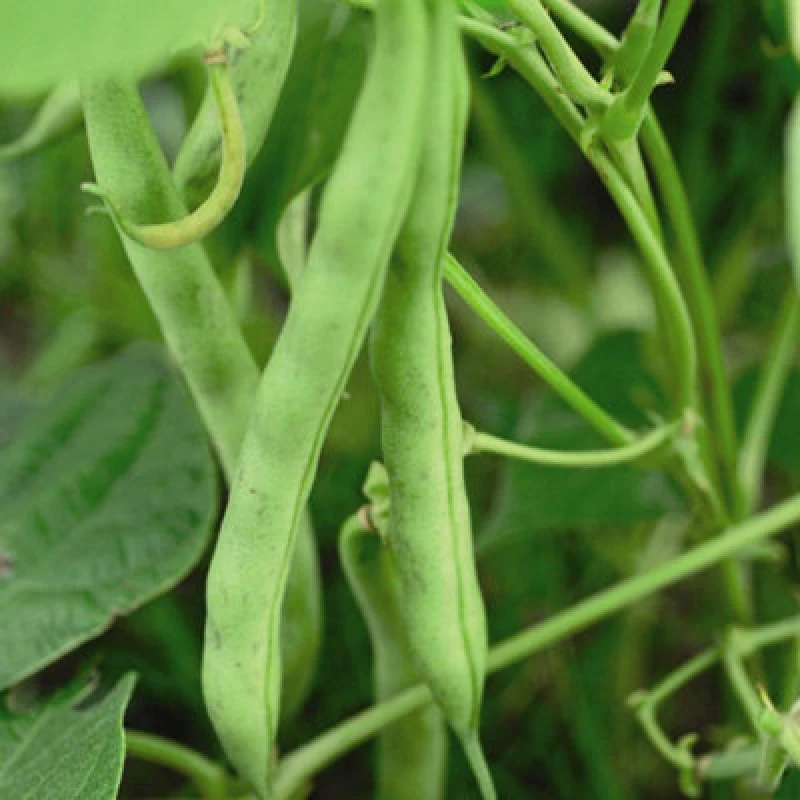 Image of Thompson & Morgan Dwarf Bush Bean Tendergreen 1 Seed Packet