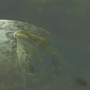 Image of Moth and the Moon by Augrimmer CD Album