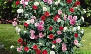 Image of Camellia Tricolour Plant, Two