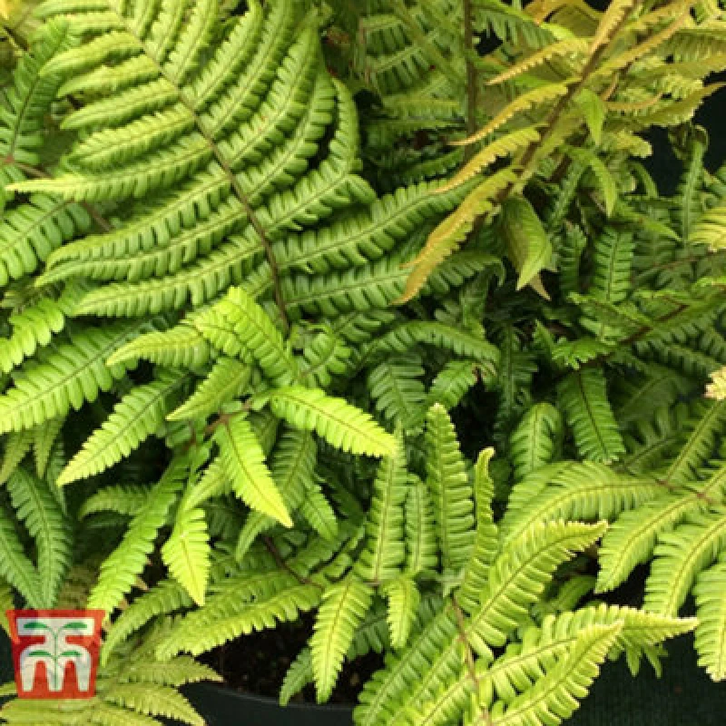 Image of Thompson & Morgan Dryopteris Jurassic Gold 9Cm Pot X 1
