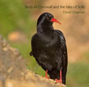 Image of Birds of Cornwall and the Isles of Scilly by David Chapman Paperback