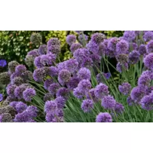 Image of Thompson & Morgan Thompson and Morgan Allium 'Medusa' 7cm Pot x 2