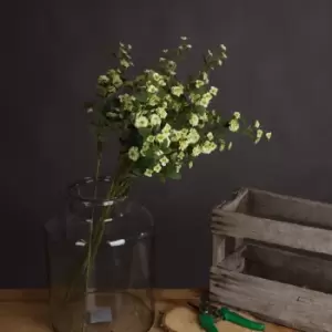 Image of Green Wild Meadow Rose