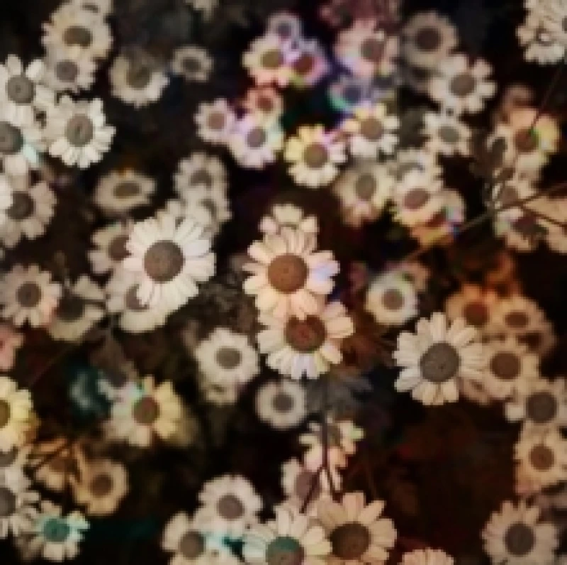 Image of The World Is Still Chaos, But I Feel Better CD / Album