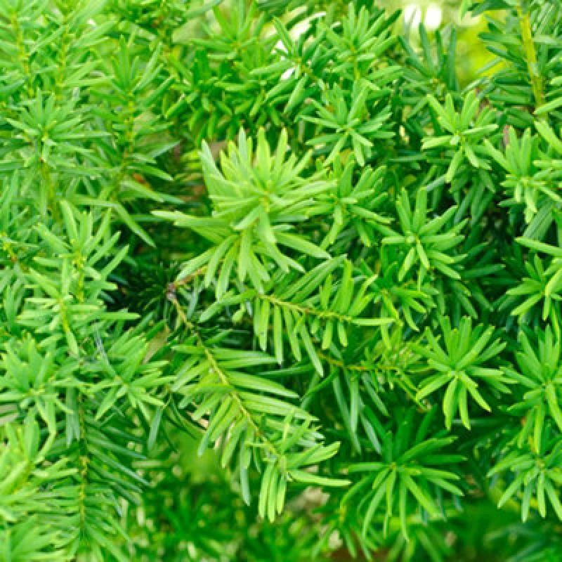 Image of YouGarden Taxus baccata (Yew hedging) 25-35cm 8cm x12 Trees and Shrubs 12x8cm pot Green 38496915000