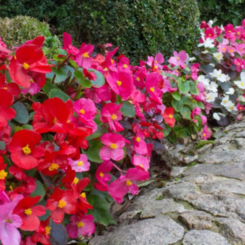 Image of You Garden Yougarden Begonia 'sahara', Set Of 12 Plug Plants, Ready To Plant Out Plant Plugs For Gardens