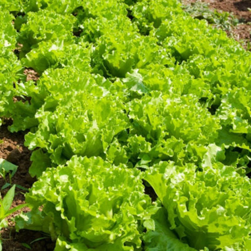 Image of Thompson & Morgan Lettuce Lakeland 1 Seed Packet