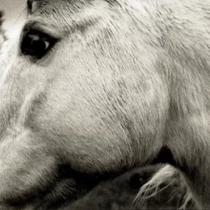 Image of Bonny Light Horseman by Bonny Light Horseman CD Album