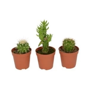 Image of BQ Cactus
