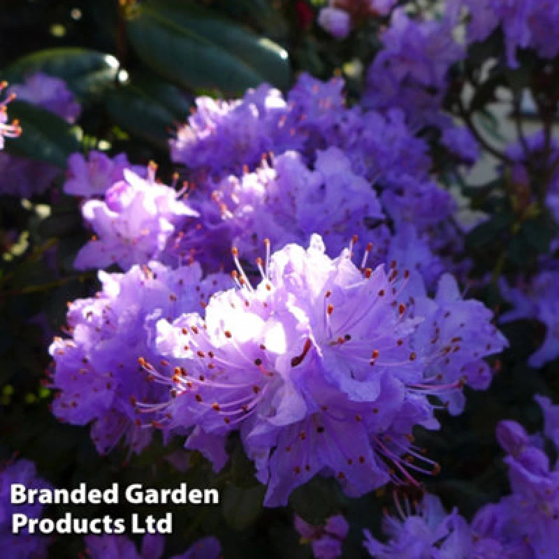 Image of Thompson & Morgan Rhododendron Dwarf Blue 2 Litre Potted Plant X 1