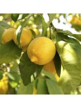 Image of Large Lemon 'Eureka' Tree 6.5L With Pinecone Planter & Citrus Feed