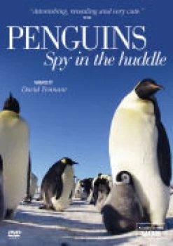 image of Penguin Spy in the Huddle