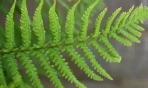 Image of Hardy Shuttlecock Fern: Two Plants