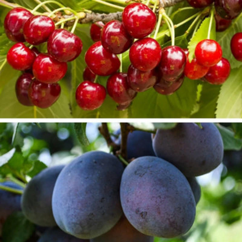 Image of Thompson & Morgan Dwarf Plum And Cherry Tree Collection 9Cm Potted Plant X 2