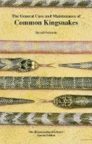 Image of general care and maintenance of common kingsnakes