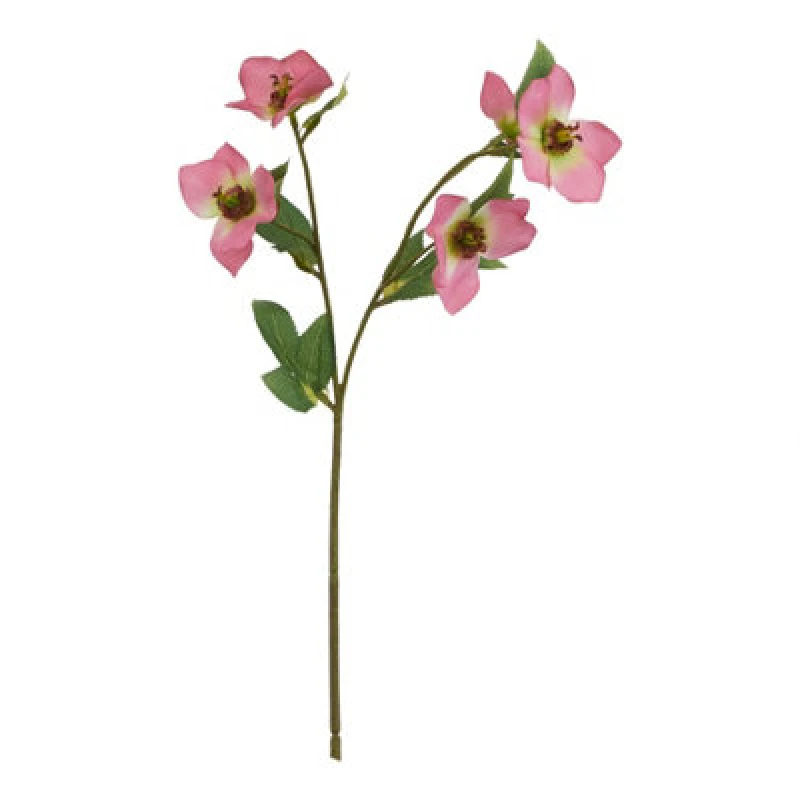 Image of The Natural Garden Collection Pink Varigated Hellibore