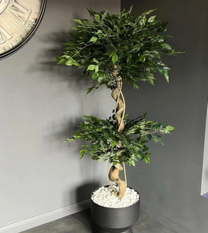 Image of Leaf Design 150cm Twisted Trunk Artificial Japanese Fruticosa Style Ficus Tree
