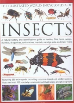 Image of The Illustrated World Encyclopedia of Insects by Martin Walters Hardback