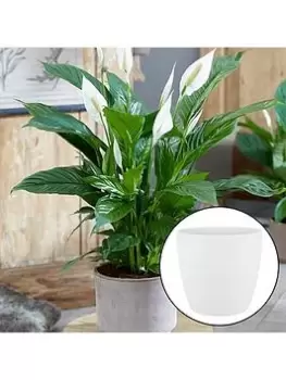 Image of Spathiphyllum 'Peace Lily' With White Pot